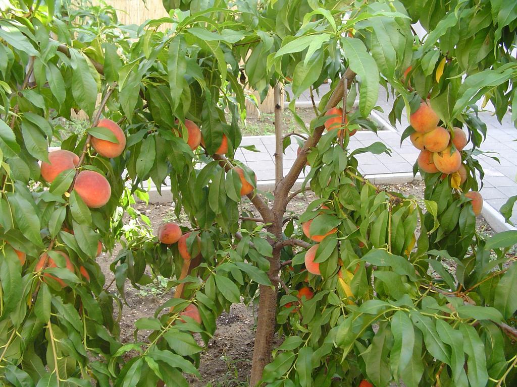 Karavan Sturovo Ngoại thất bức ảnh