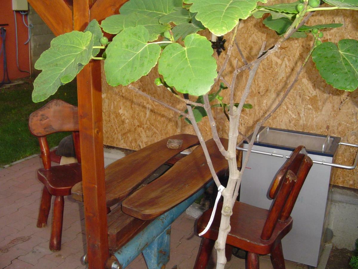 Karavan Sturovo Ngoại thất bức ảnh